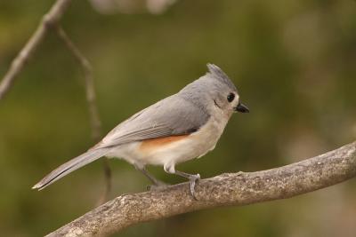 tufted titmouse 006.jpg