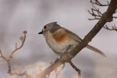 tufted titmouse 007.jpg