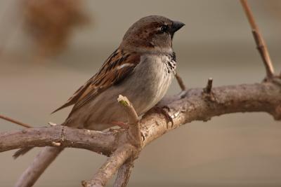 house sparrow 010.jpg