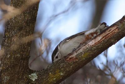 white-breasted nuthatch 019.jpg