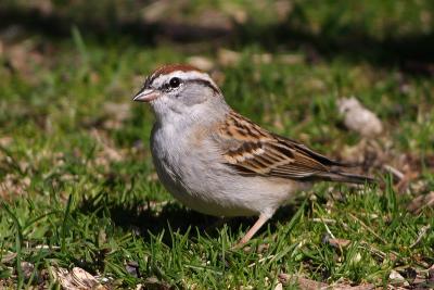 chipping sparrow 001.jpg
