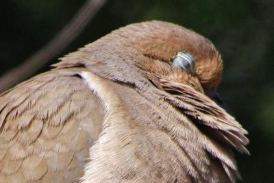 mourning dove 005 detail.jpg