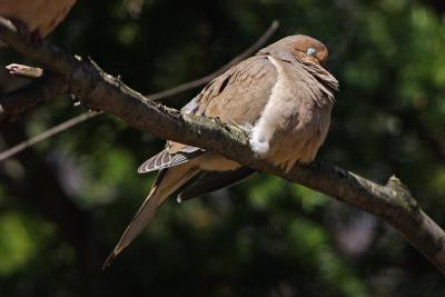 mourning dove 005.jpg