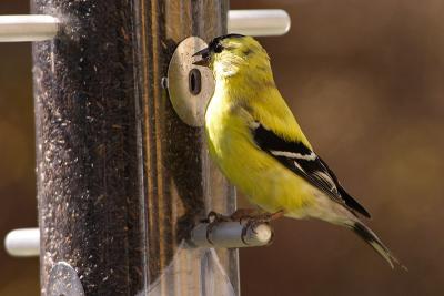 goldfinch 032.jpg