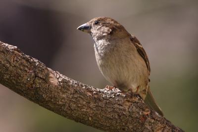 house sparrow 016.jpg