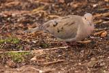 mourning dove 004.jpg