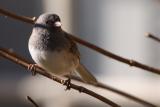 dark-eyed junco 012.jpg