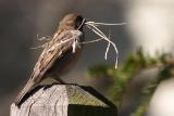 house sparrow 015.jpg