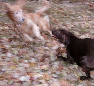 Monet dogs2b