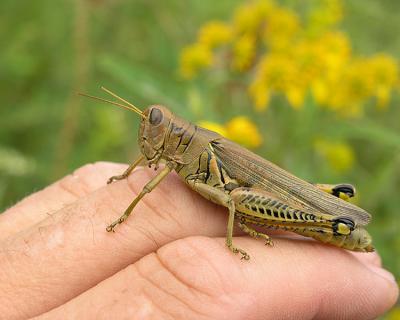 Grasshopper on Hand