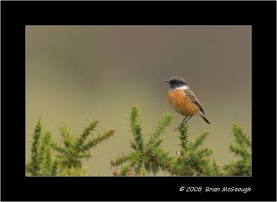 stonechat.jpg