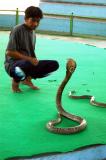 Cobra, Thonburi Snake Farm