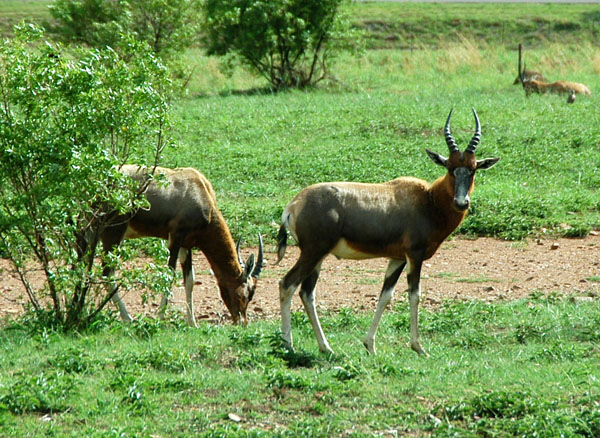 A herd of Blesbok lives on the grounds of the Voortrekker Monument