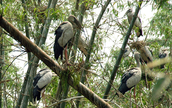 Storks in a bamboo forest near Wat Phai Lom, north of Bangkok