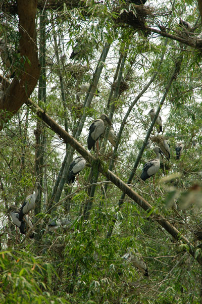 Storks