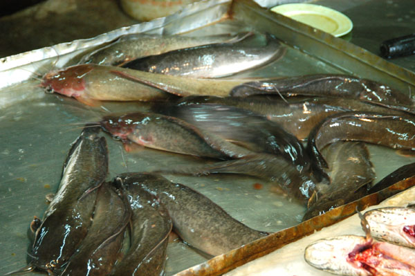 Very very fresh fish, Thewet Market
