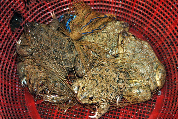 Live frogs, Thewet Market