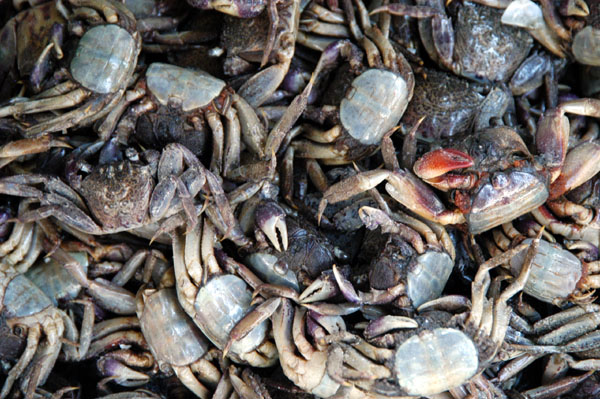 Small crabs, Thewet Market