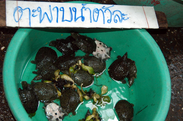 Live baby turtles, Thewet Market
