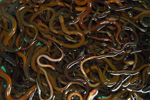 More live eels, Thewet Market