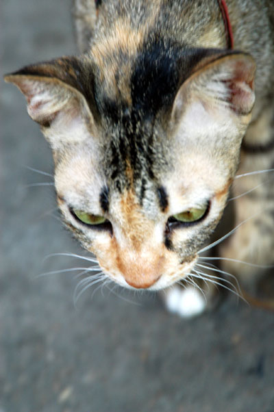 Cat prowling Thewet Market