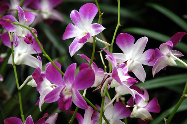 Jim Thompson House