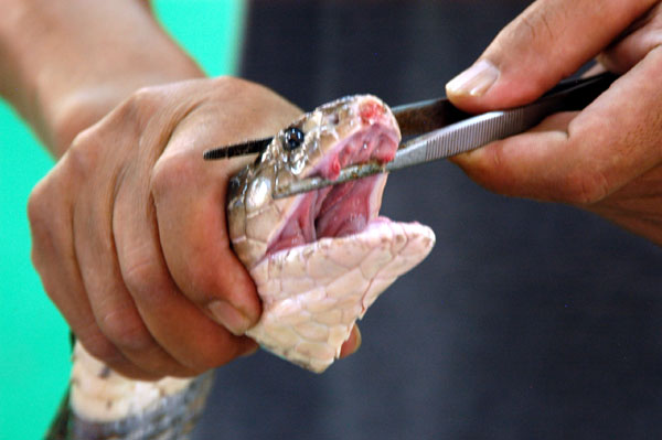 Showing the cobra's fangs