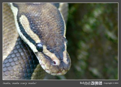 01 snake.jpg
