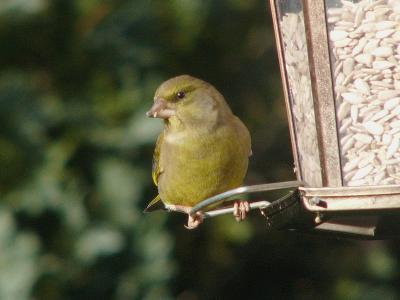 681 Greenfinch.jpg