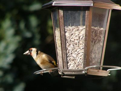 731 Goldfinch with seed.jpg