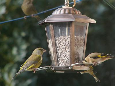 742 Greenfinch  Goldfinch.jpg