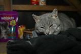 Auglsing fyrir Whiskas!