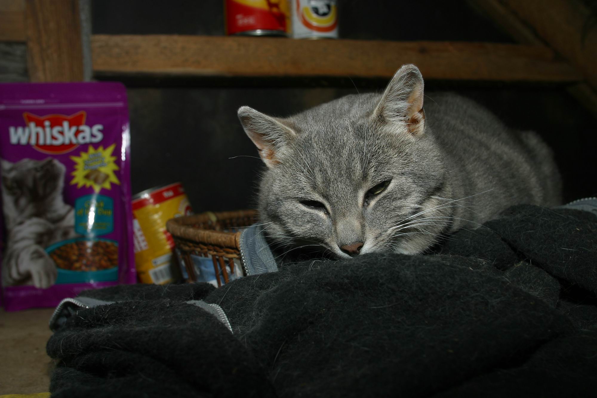 Auglsing fyrir Whiskas!