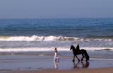 Horse on the Beach