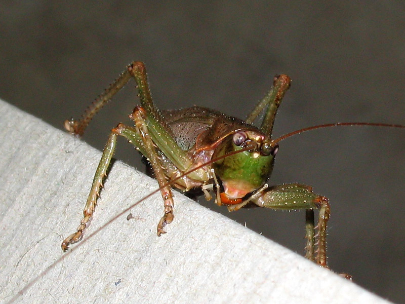 Katydid