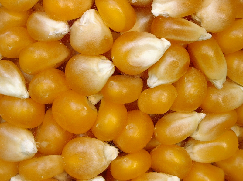 popcorn
