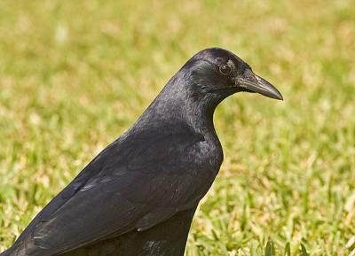 Sinaloan Crow II
