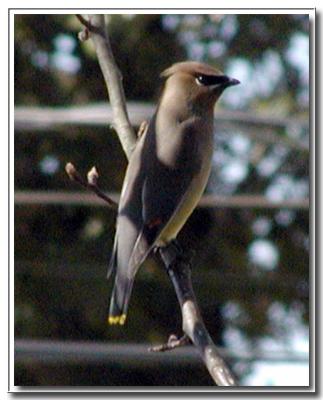 cedar waxwing-5.jpg