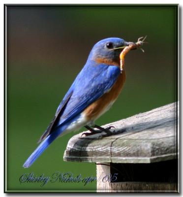 Blue bird-apr-3 Babes are on solid food now.jpg