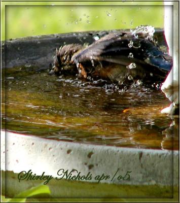 u14/braveart/medium/41842909.Ladybluebirdbathestwiceaday.jpg