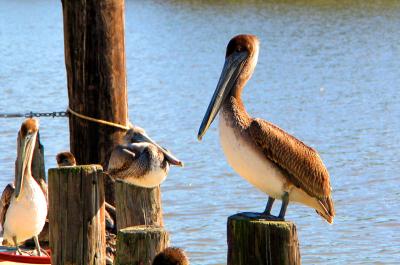 Brown Pelicans