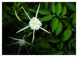 Spider-Lily_0053