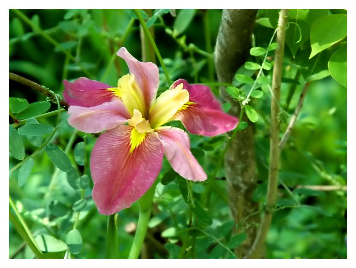 Roadside-Iris-2_0138