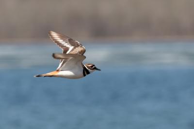 Killdeer Flying