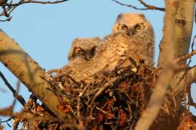 Great Horned Owl Chicks