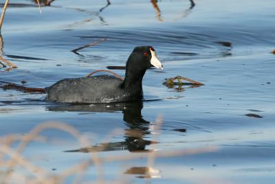 Coot