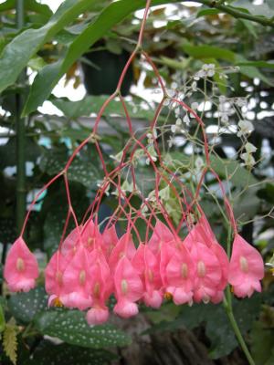 Bright pink flowers