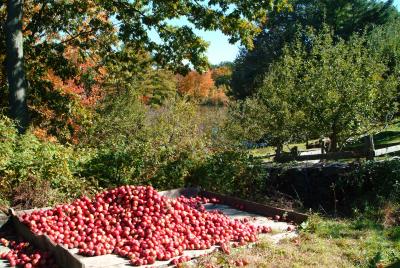 Autumn apples
