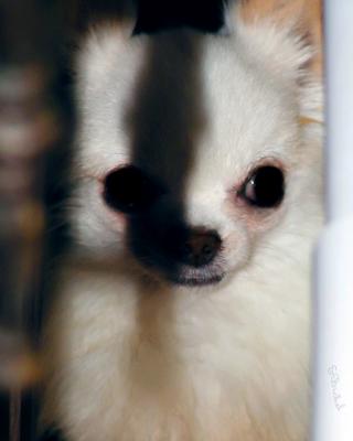 Puppy in Jail