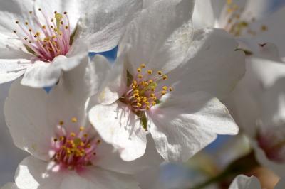 Blossoms_DSC_9287